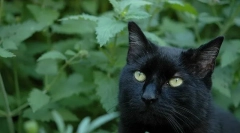 Cat monetă: rău sau beneficii?